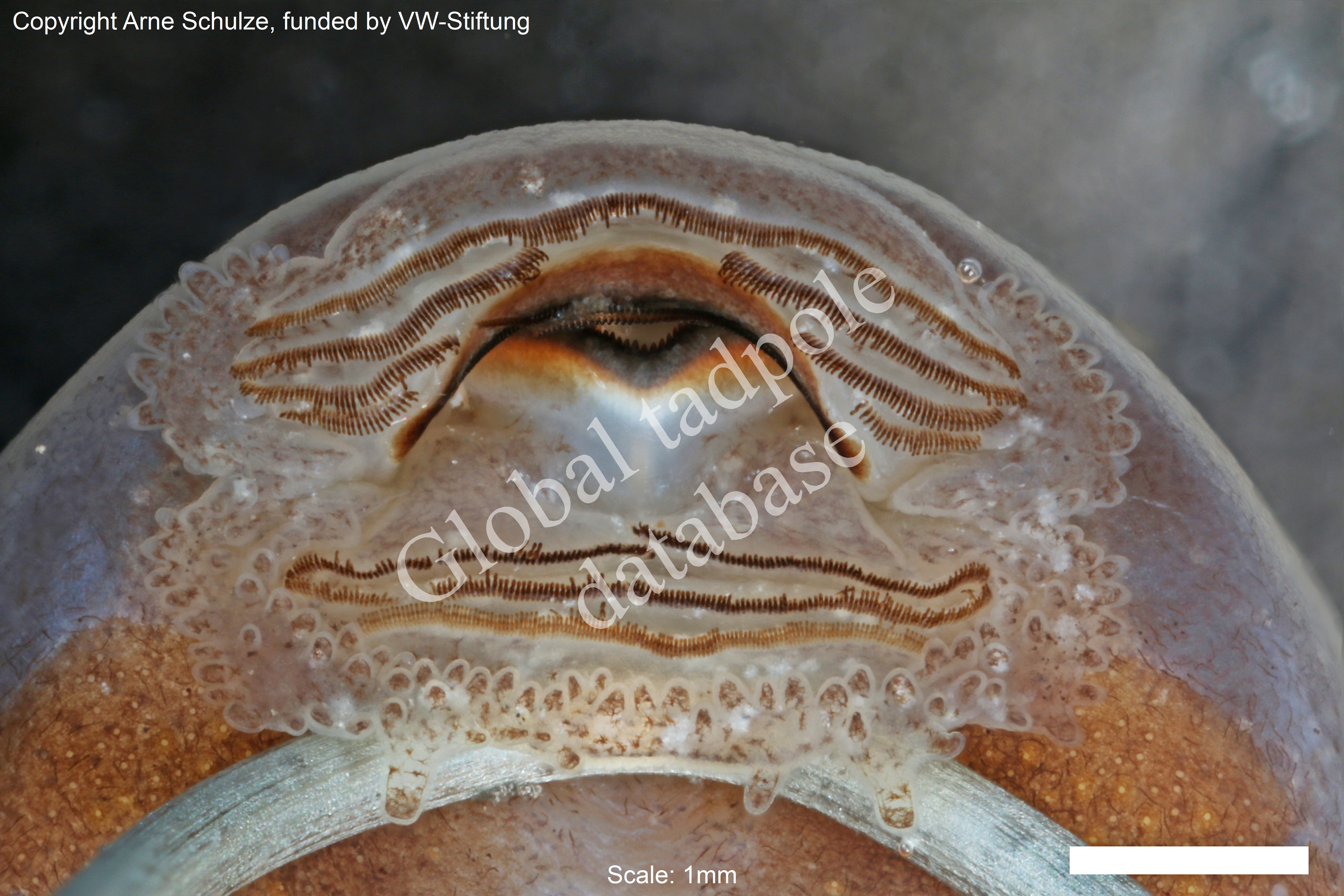 Sorry, no picture available